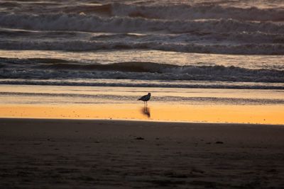 Silhouette bird on beach