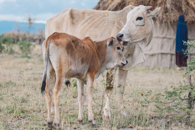 Cow with calf