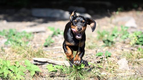 Black dog running on field