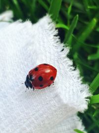 High angle view of ladybug on leaf