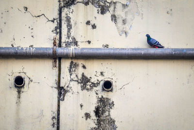 Low angle view of bird perching on pipe by weathered wall