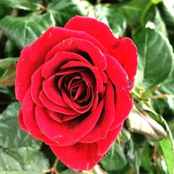 Close-up of red rose