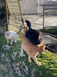 Two cats on a fence