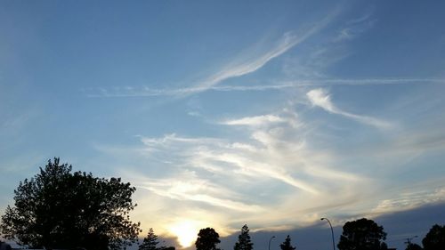 Low angle view of trees against blue sky