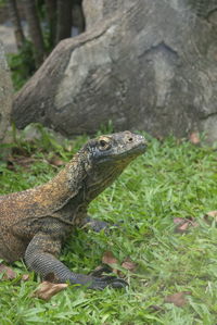 Close-up of a lizard on land