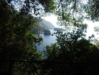 Scenic view of lake against trees in forest