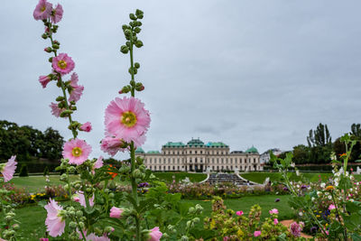 Close-up of pink flowering plants against sky