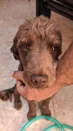 Close-up portrait of dog with hand