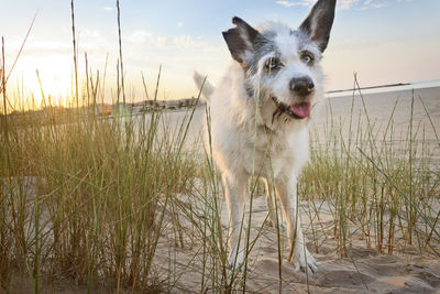 View of dog on beach