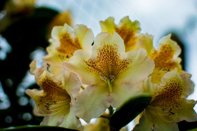 Close-up of yellow flower