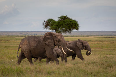 Elephant in a field