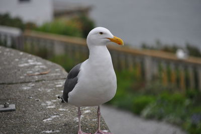 Close-up of seagull perching on retaining wall