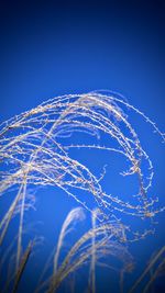 Low angle view of trees against clear blue sky