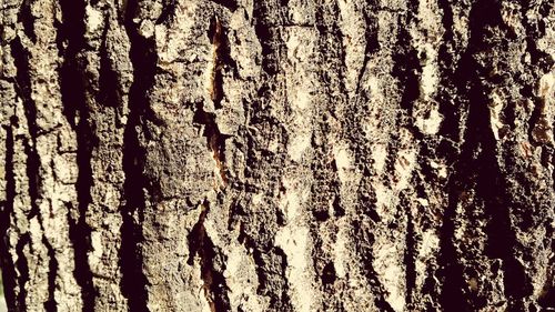 Full frame shot of tree trunk