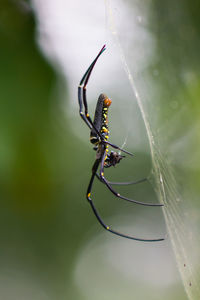 Close-up of black spider on web