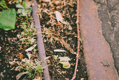 High angle view of plants growing on field