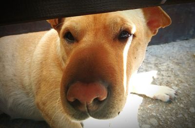 Close-up portrait of dog relaxing outdoors