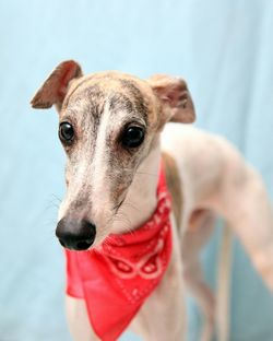 Close-up portrait of dog