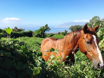 View of a horse on landscape