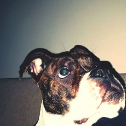 Close-up portrait of a dog