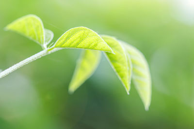 Close-up of green leaves
