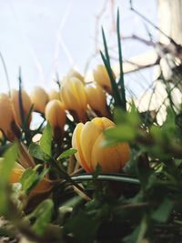 Close-up of yellow flowering plant