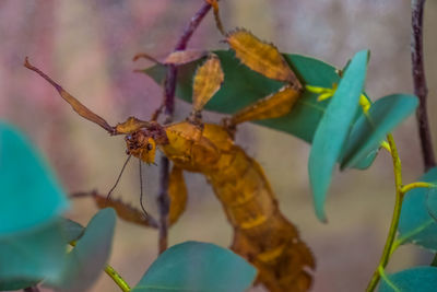 Close-up of butterfly on leaves