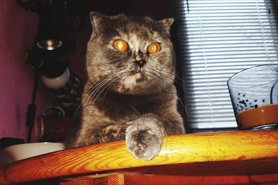 Close-up portrait of cat sitting on table