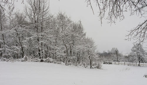 Bare trees on snow landscape against clear sky