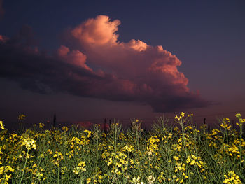 Plants growing on field against cloudy sky