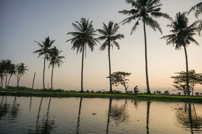 Palm trees by lake against sky at sunset