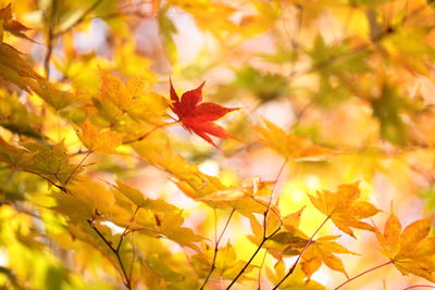 Close-up of autumnal leaves