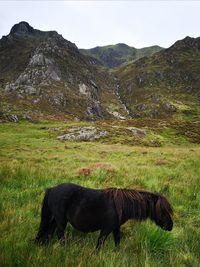 Pony in snowdonia 