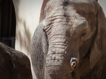 Memory of an elephant. at zoo de lisboa