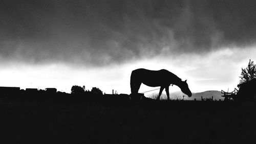 Silhouette horse on field against sky during sunset