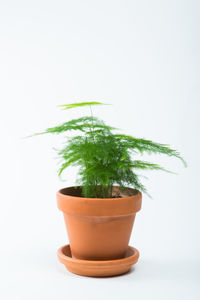 Close-up of potted plant against white background