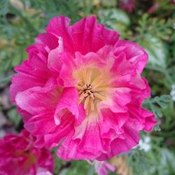 Close-up of pink flower