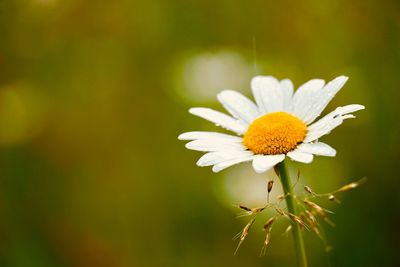 Close-up of white daisy