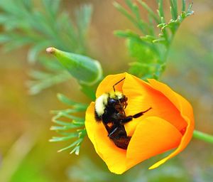 Close-up of bee pollinating on yellow flower