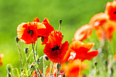 Close-up of insect on red poppy