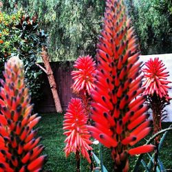 Close-up of red flowers