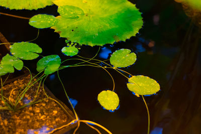 Close-up of yellow leaf on plant