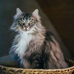 Close-up portrait of alert cat in wicker basket
