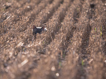 High angle view of bird on field