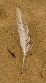 High angle view of feather on sand