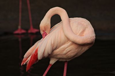 Close-up of flamingo preening