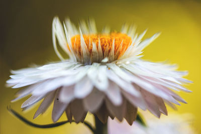 Close-up of yellow flower