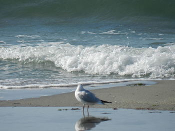 Seagull perching on beach by sea