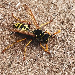 Close-up of insect on rock