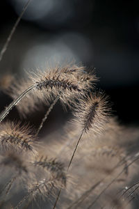 Ornamental grass enlightened by the sun